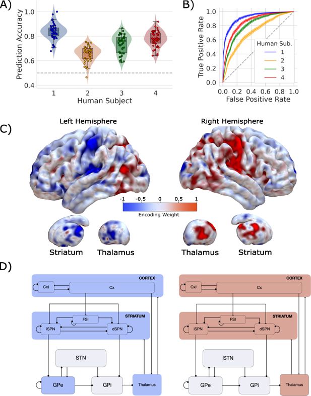 Neural Competition in Human Decision-Making